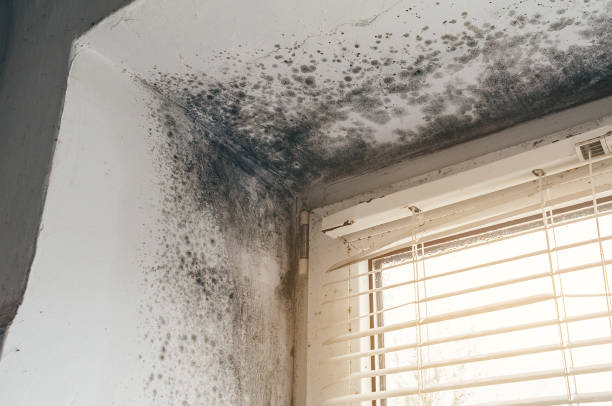 Affordable Mold Remediation solutions in Haslett, MI