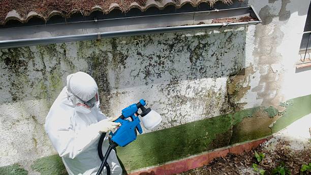 Top rated local Mold Remediation specialists in Haslett, MI